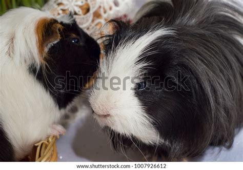 Pair Guinea Pigs Black Whitelonghaired Guinea Stock Photo Edit Now