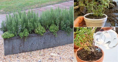 10 Best Thyme Growing Tips Growing Thyme In Containers