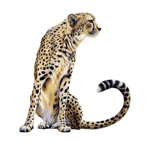 Cheetah Sitting PNG Image | Animals wild, Zoo animals, Animals