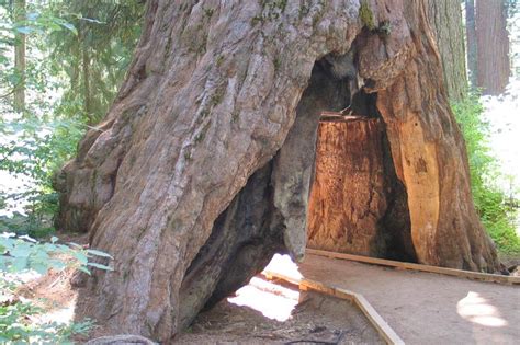 January 9, 2017 · this is all that's left of the pioneer cabin tree in calaveras county, which many of us have walked through and taken pictures under. Destinations you could visit in 2010 but can't in 2020 ...