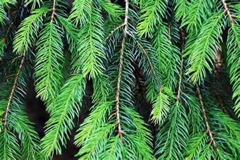 What Are The Best Evergreen Trees To Plant Sproutabl