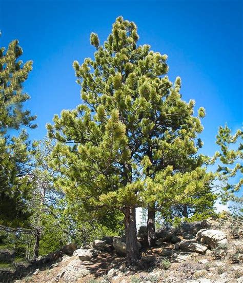 Ponderosa Pine In 2020 Ponderosa Pine Seaside Garden Fast Growing Trees