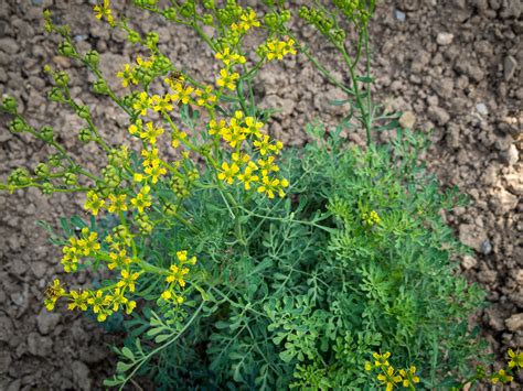 500 Ruta Graveolens Seeds Common Rue Seeds Herb Of Grace Seeds Etsy