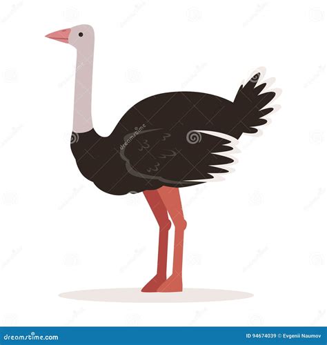 domestic ostrich poultry breeding vector illustration stock vector illustration of hairy