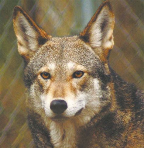 Save Red Wolves Keep Them In North Carolina Red Wolf Most