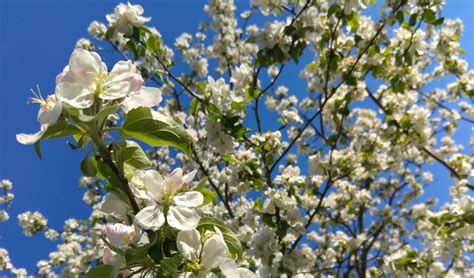 Flower in summer when most other trees are just green. 5 Best Spring Flowering Trees For Connecticut - Barts Tree ...