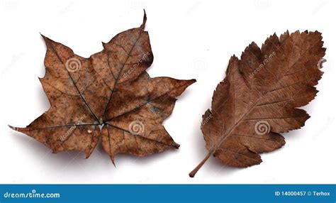Brown Autumn Leaves Royalty Free Stock Photography Image 14000457