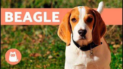 Beagle Dogs History Characteristics And Training Youtube