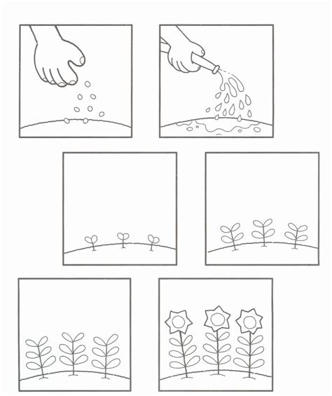 Planting Sequencing Worksheet Preschool Life Cycles Plant Coloring