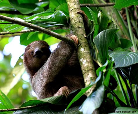 Cute Rainforest Monkeys Amazing Wallpapers