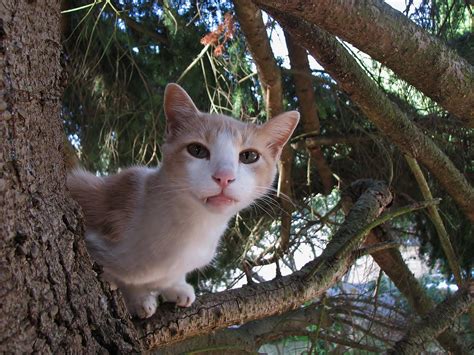 So Your Cat Is Stuck In A Tree — Again Here’s What To Do Kuow News And Information