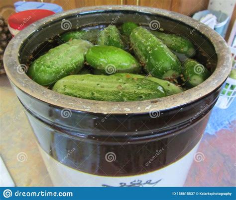 Large Crock Of Pickles In The Making Stock Image Image Of Pickles