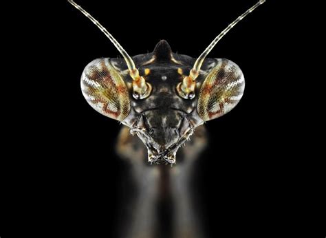 Photographer Donald Jusa Captures Beauty Of Insects Close Up Daily