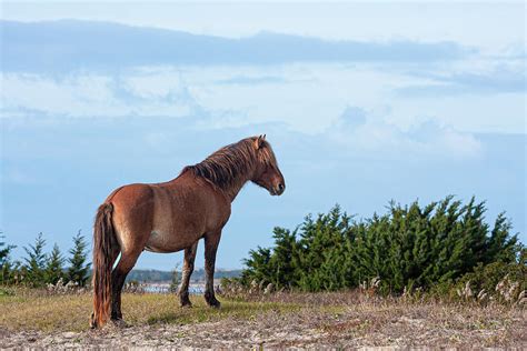 Outer Banks Wild Horse Near Beaufort Nc Photograph By Bob Decker Pixels