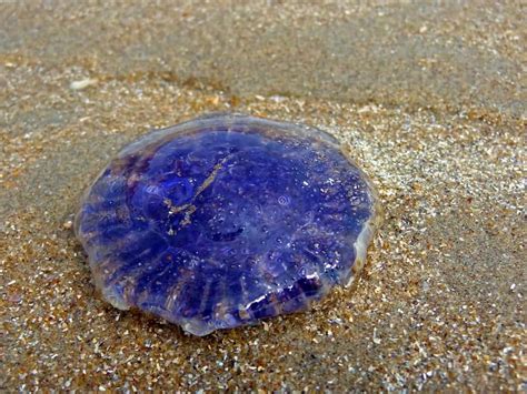 Clinging Jellyfish Spotted In Metedeconk River Jersey Shore Online