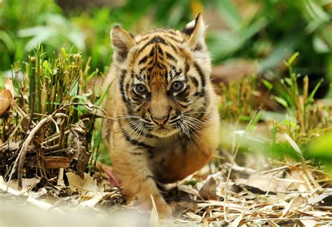 Małe Tygryski Na Wybiegu W Zoo Taronga Rmf24