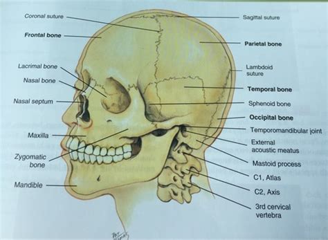 12 photos of the long bone labeled. Anatomy Bones Quizlet - Anatomy Diagram Book
