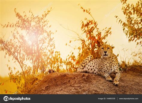 Cheetah Laying On Sunset At Kenyan Savanna ⬇ Stock Photo Image By