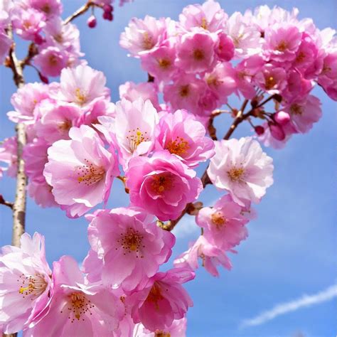 konsep gambar bunga sakura tercantik gambar bunga