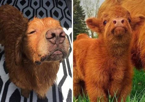 These Dogs Look Like Something Else 26 Pics