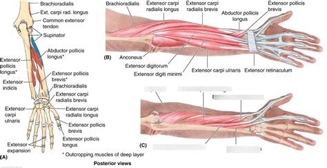 Supinator Muscle Diagram Quizlet