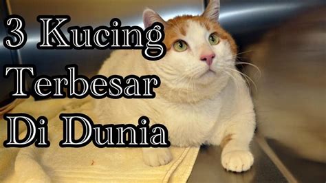 Kucing tercantik di dunia yang ingin saya bahas pertama kali adalah princess aurora. 3 Kucing Terbesar di Dunia - TIGA - YouTube