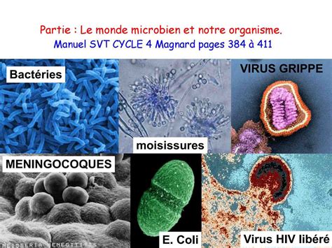 Quel Est Lantibiotique Le Plus Efficace Contre Les Microbes La