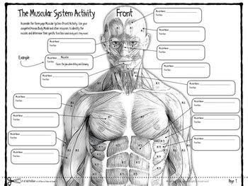 We all have a layer of fatty tissue under our skin, and this softens the look of the underlying muscles. Muscular System Infographic by James Gonyo | Teachers Pay ...