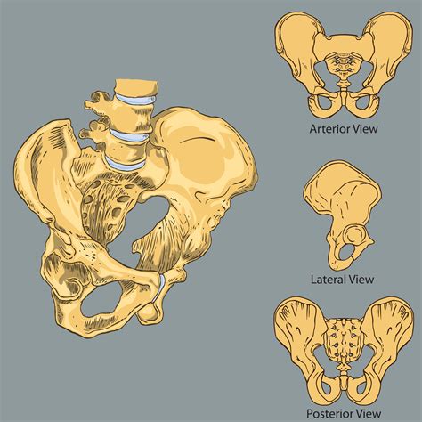 Anatomy Pelvic Girdle Bones Human Anatomy