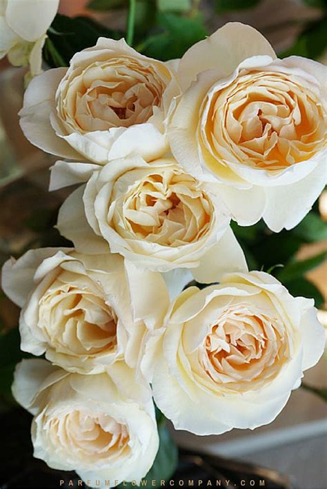 121 Best Flowers White Ivory And Cream Images On Pinterest Beautiful