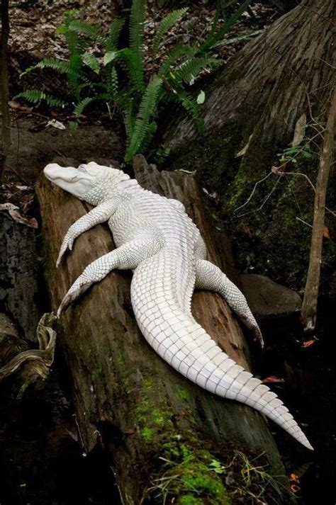 Albino Alligator Rare Albino Animals Unusual Animals Exotic Animals