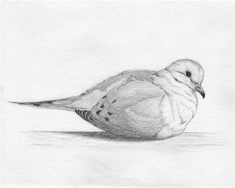 Mourning Dove Drawing By Judy Soto Pixels