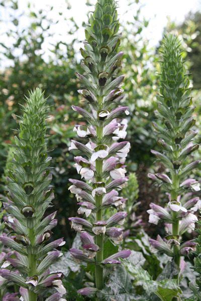 Acanthus Hungaricus Bears Breeches Fast Growing Flowers Acanthus