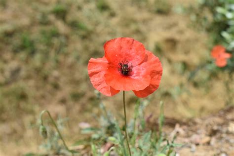 Red Poppy A Remembrance Of Those Lost By Lloyd Duhon Daily Colors