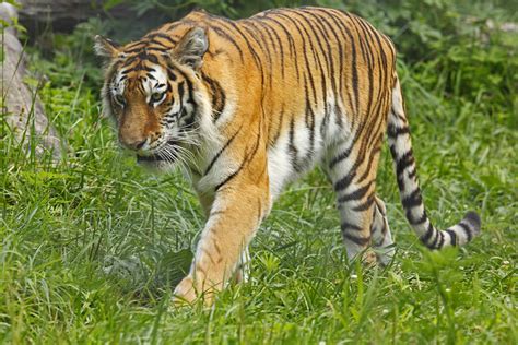 Tiger Walking Amur Tiger Walking In Front Of The Camera By Todd