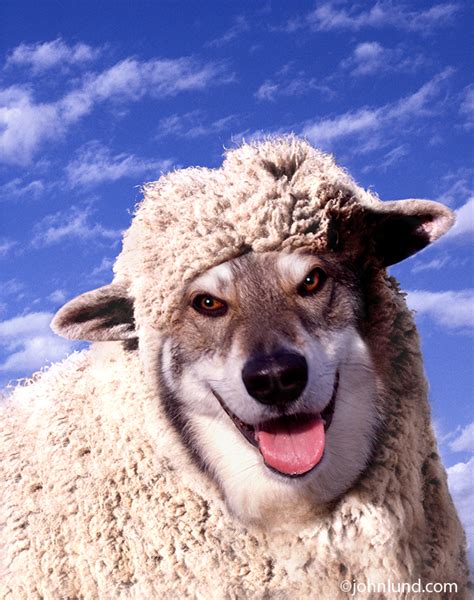 So, if the lyrics are maybe a little of timing i'm sorry, this song needed a lyric video. Funny animal picture of a wolf dressed in sheeps clothing ...