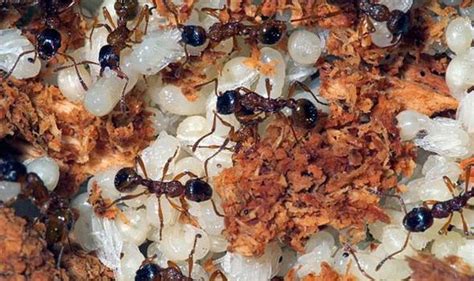 Warning Over Global Spread As Deadly Killer Ants Invade