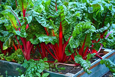 Fall Vegetable Garden 🥦 Fall Vegetables To Plant In Your Garden