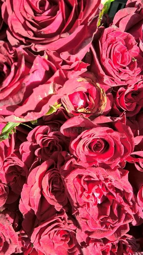 Closeup View Of Bunch Of Red Rose Flowers For Multipurpose Use Stock