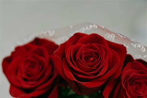 Red Rose Bouquet · Free Stock Photo