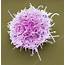 Lymphoma Cancer Cell  Stock Image C045/8790 Science Photo Library