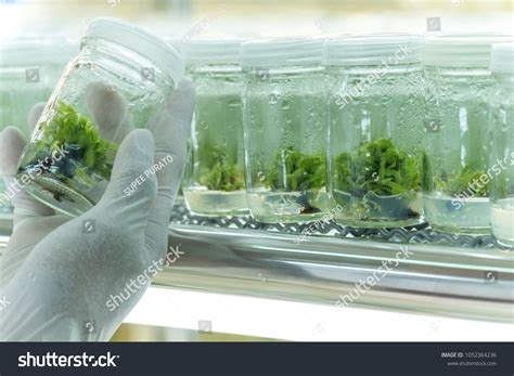 Blurred Hand Working In Life Science Laboratory Plants Growing In