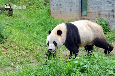 Worlds Oldest Male Panda Pan Pan With Over 130 Descendants Dies Of