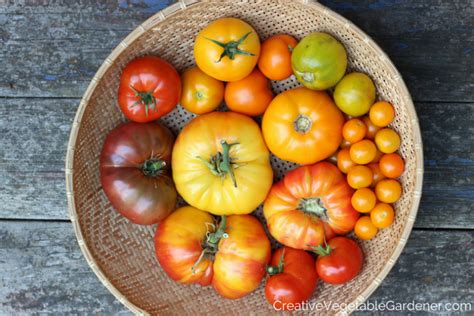 How To Prune Your Tomato Plants Like An Expert Growing