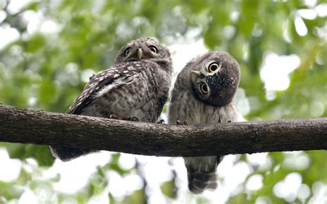 30 Amazing Owl Pictures