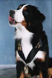 Maybe you would like to learn more about one of these? Bernese Mountain Dogs