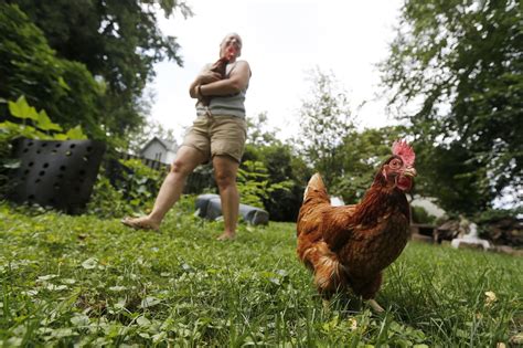 Stop Kissing Chickens They Could Give You Salmonella Cdc Warns