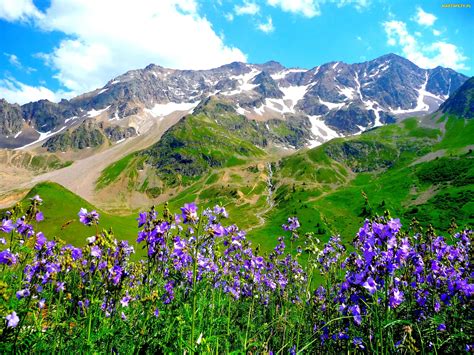 Tapety Zdjęcia Wiosna Kwiaty Łąka Niebieskie Góry