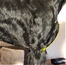 We did not find results for: scissor upwards to neaten chest | Schnauzer grooming ...
