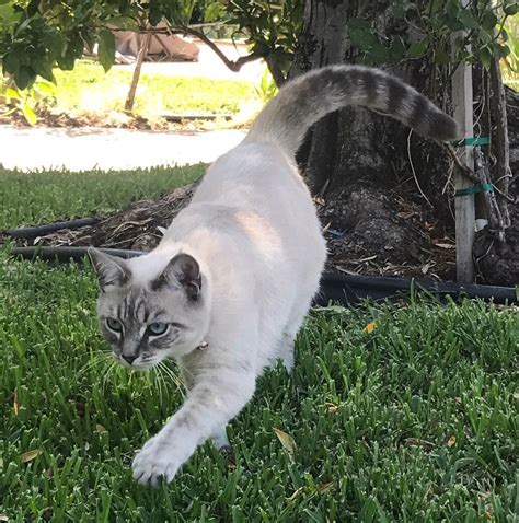 The lynx points can also have different colors to them, the ones in the picture are blue points, i have a blue lynx so far, i've heard my cat is: Lost Cat Lynx Point Siamese in MONTEBELLO, CA - Lost My Kitty